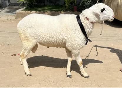 Qurbani 2026