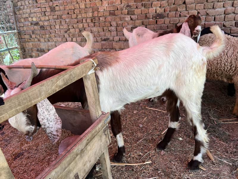 Donda bakra 0