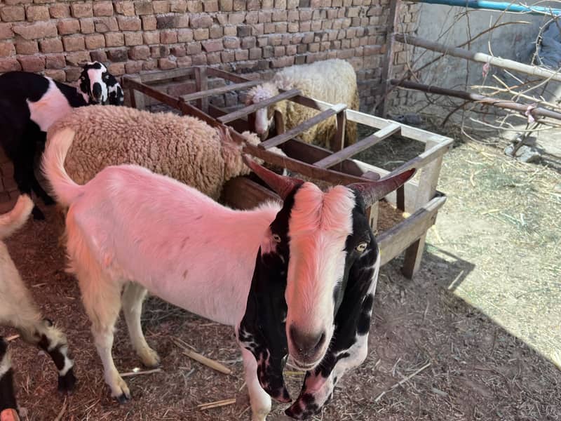 Donda bakra 1