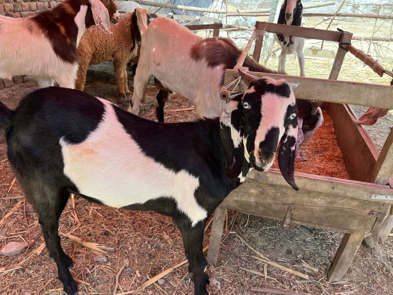 Donda bakra 2
