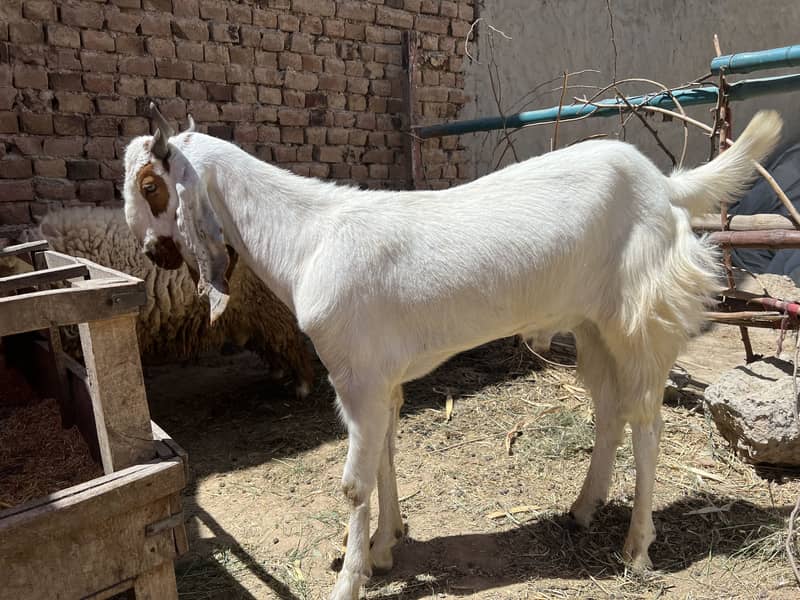 Donda bakra 3