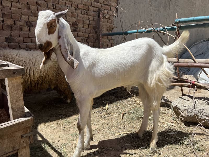Donda bakra 4