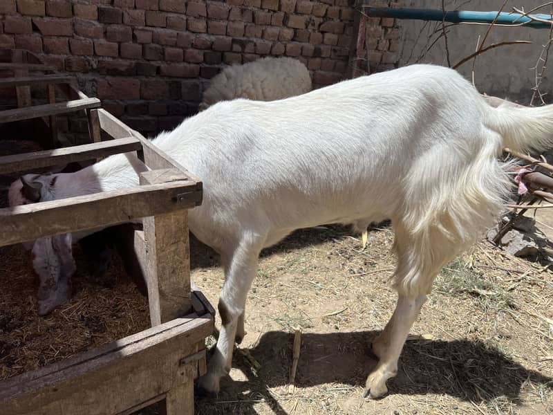 Donda bakra 5