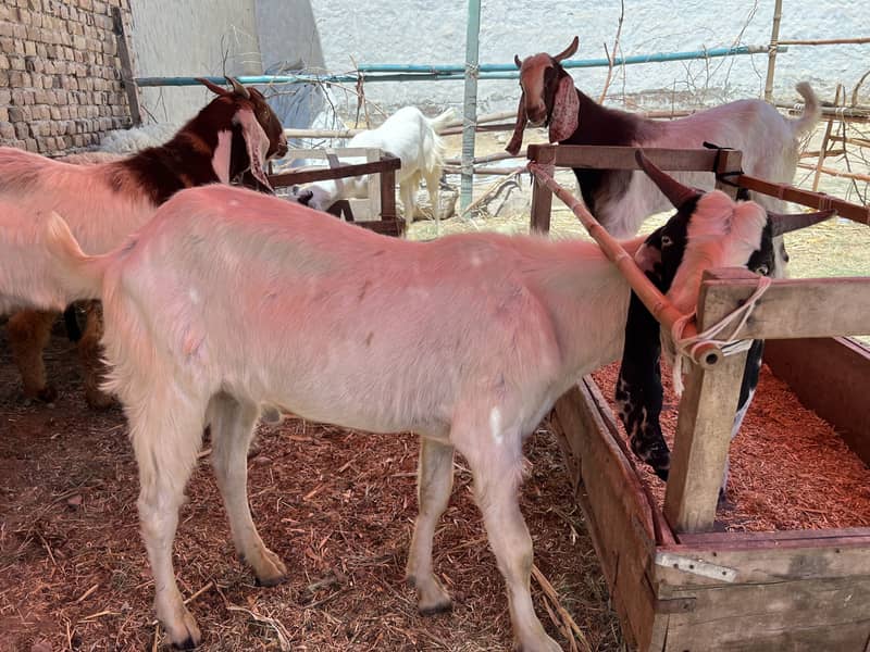 Donda bakra 6