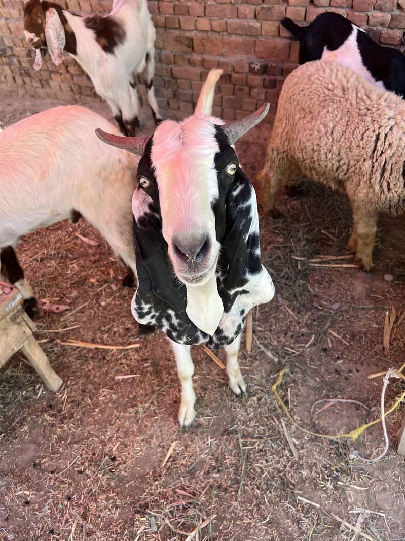 Donda bakra 7