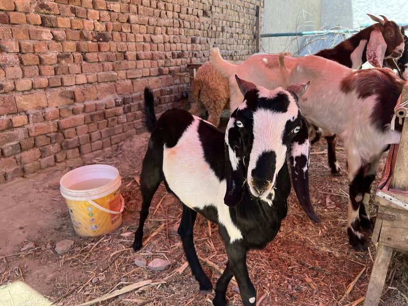 Donda bakra 8