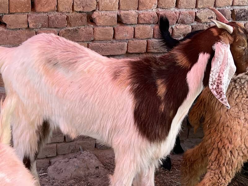 Donda bakra 9
