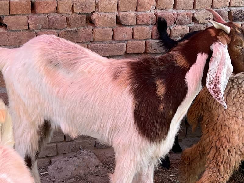 Donda bakra 10
