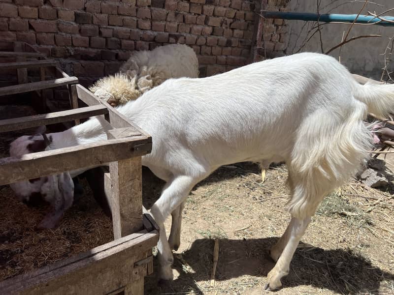 Donda bakra 11