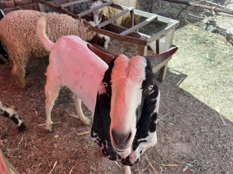 Donda bakra 12