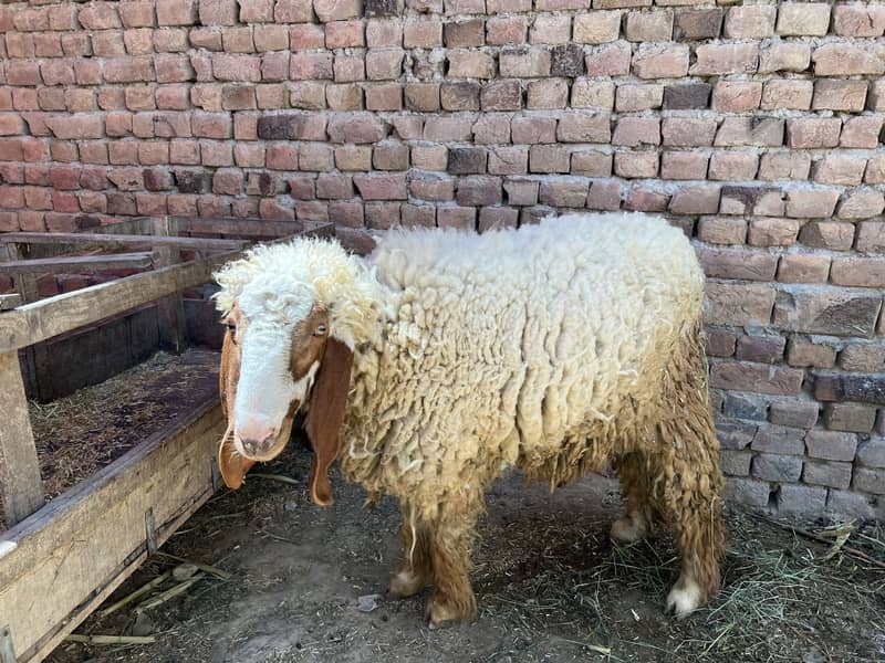 Donda bakra 13