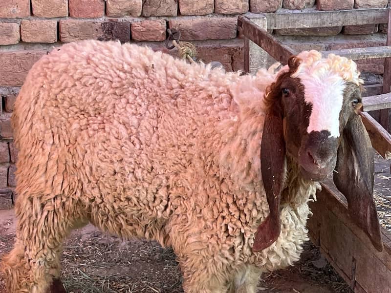 Donda bakra 14