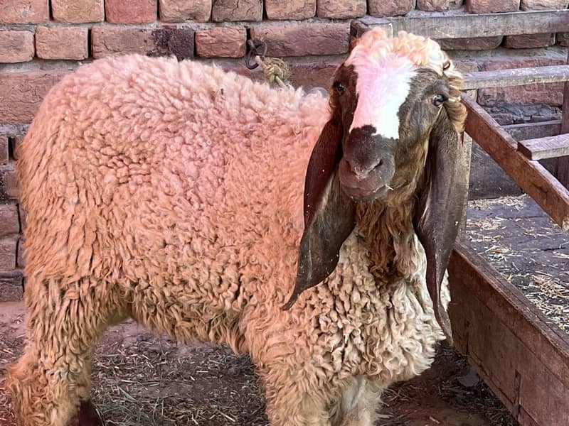 Donda bakra 15
