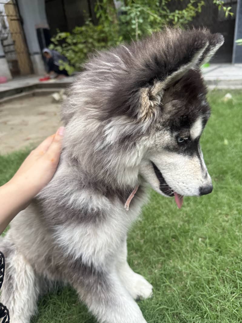 Active dog 0