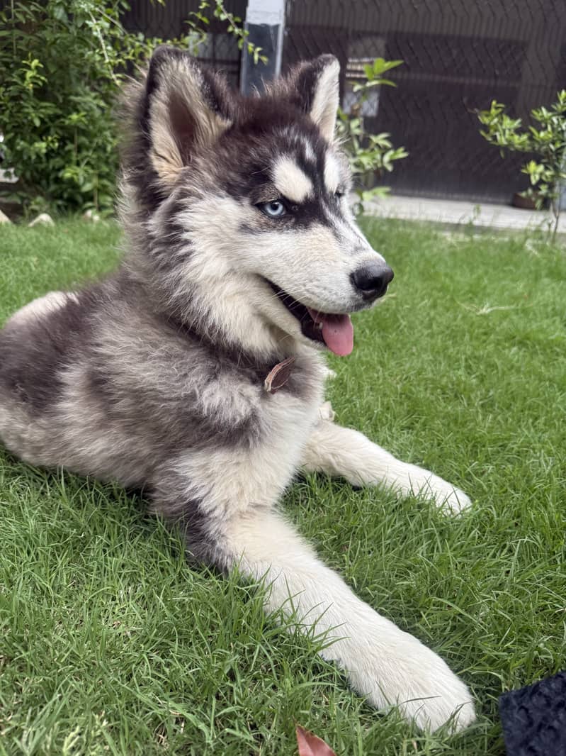 Active dog 1