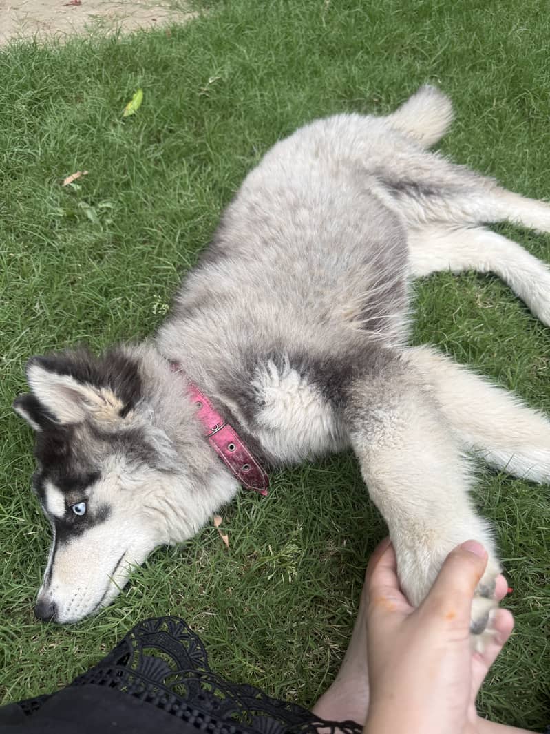 Active dog 2