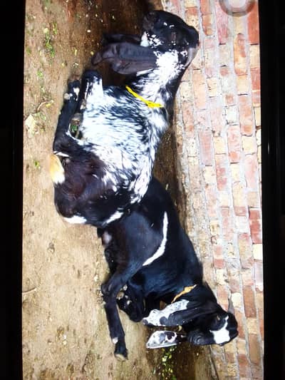 qurbani bakry do dant (03071069008)