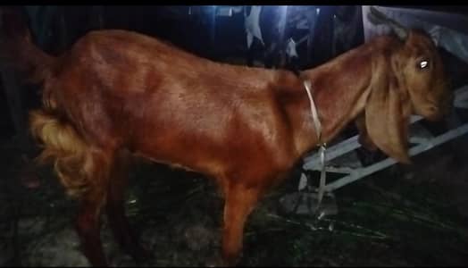 Bakra for sell