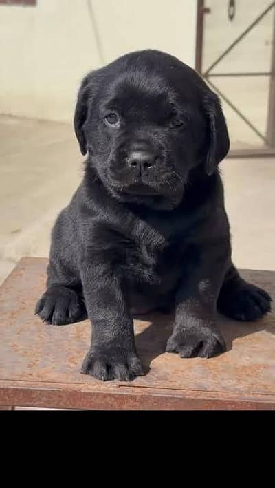 Labrador puppies for sale female
