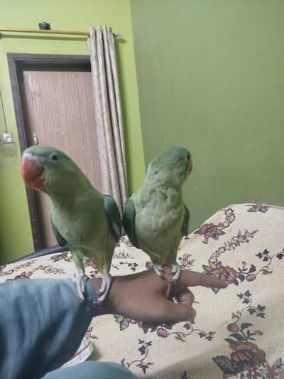 sell raw parrot