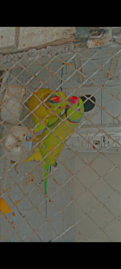 green parrot pair