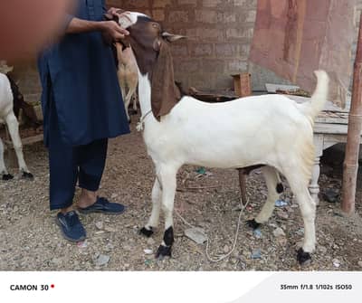 2 dant khase bakray
