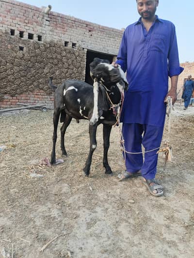 Bakra for Eid sle special bakra