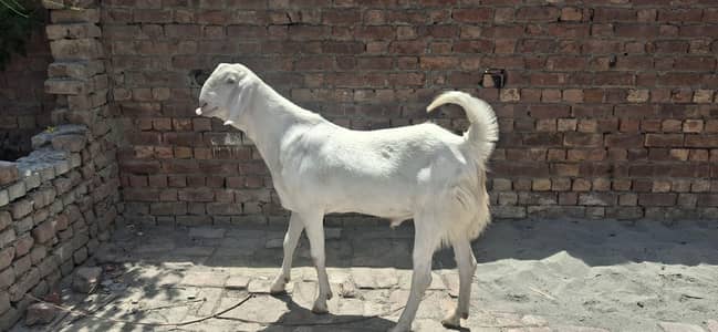 Pure white heera