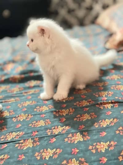 KITTENS FOR SALE