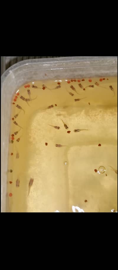 guppy fry