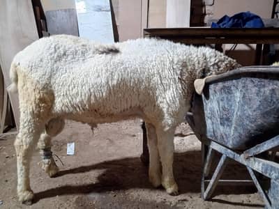 Chatra Qurbani