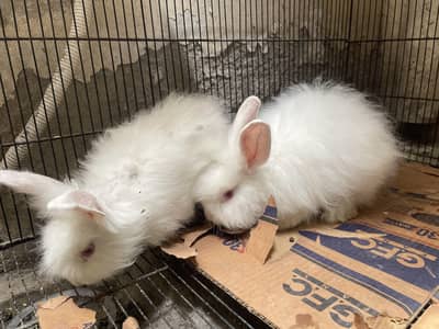 Angora Teddy Bear Rabbits Pair