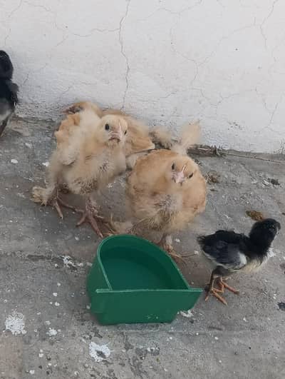 Golden Heavy Buff 1.5 months Chicks for Sale