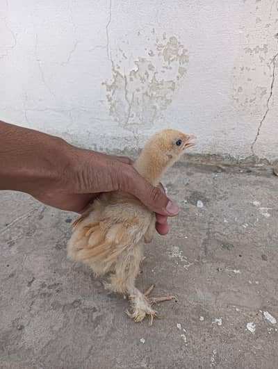 Golden Heavy Buff 1.5 months Chicks for Sale