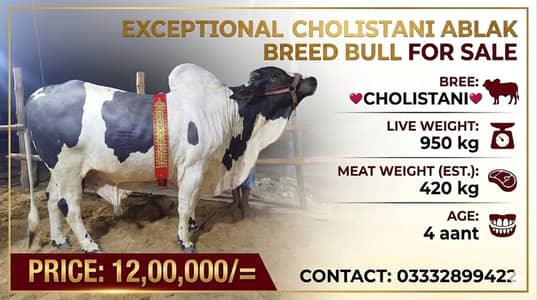 Qurbani 2026 / Affordable prices/bull/ Desi bachre/Bachri/karachi