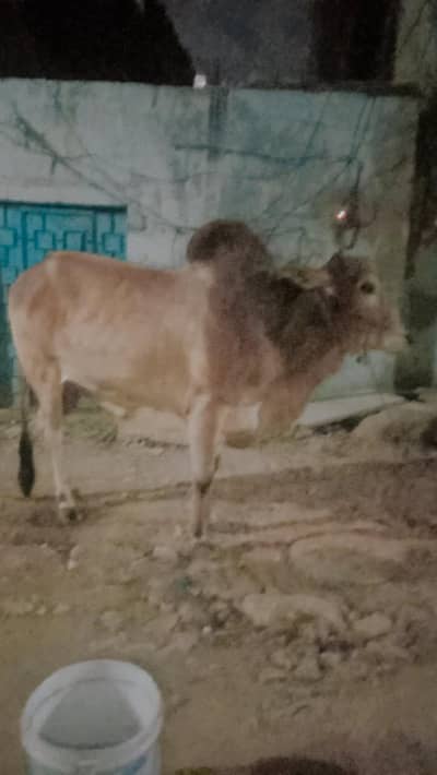 brown bhachra