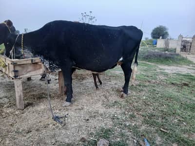 cow for sale in chakwal 2sra sowa sath wachi female