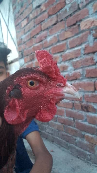 aseel Murga available for sale in low price only Sialkot