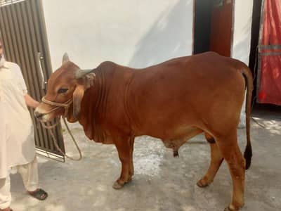 Sahiwal cross breed
