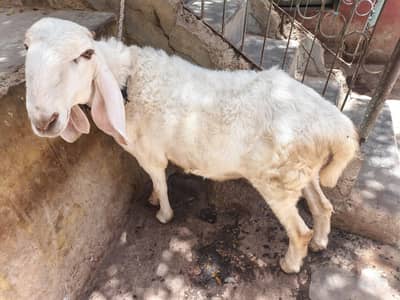 sheep for sale 2 daant