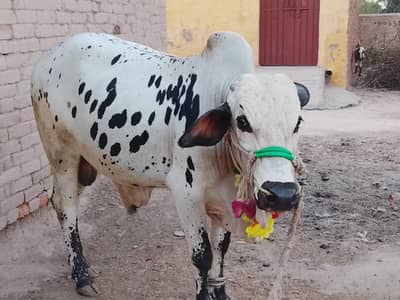 Mashallah Heavy BULL for Kurbani EID