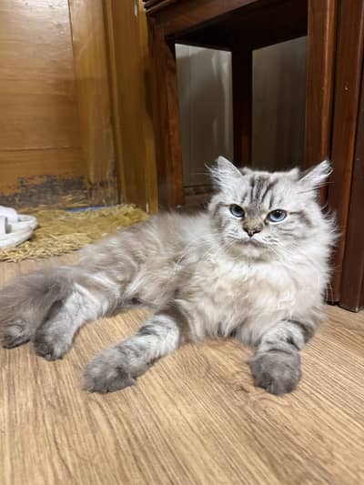 Grey persian cat with blue eyes