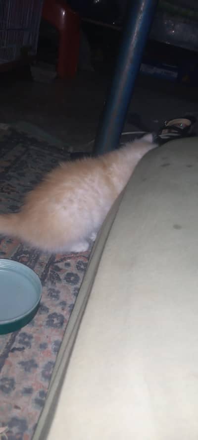 persian
