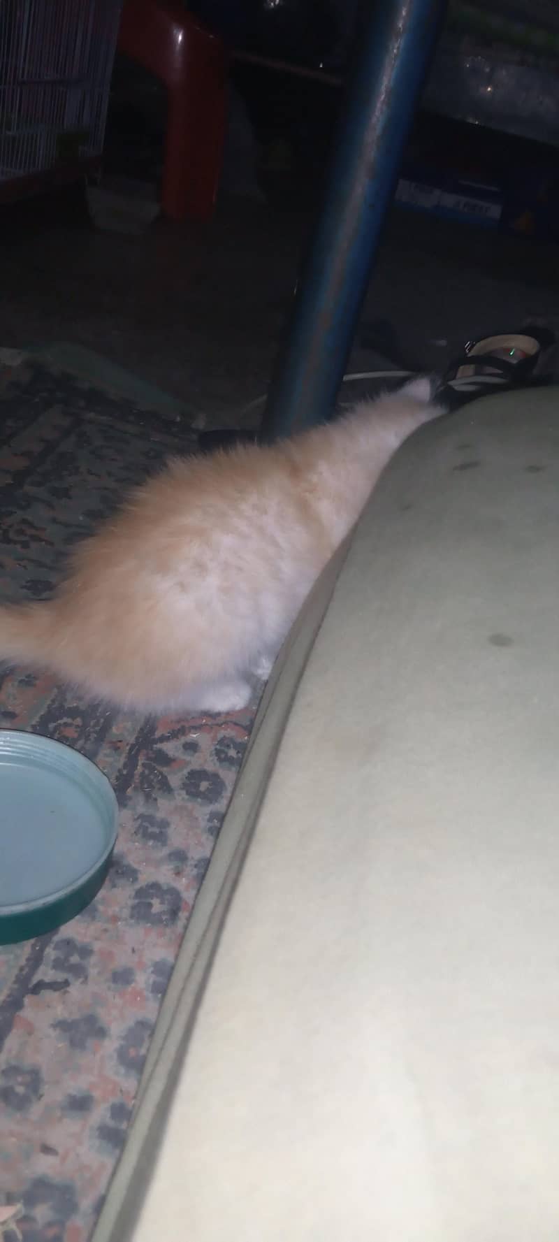 persian 0