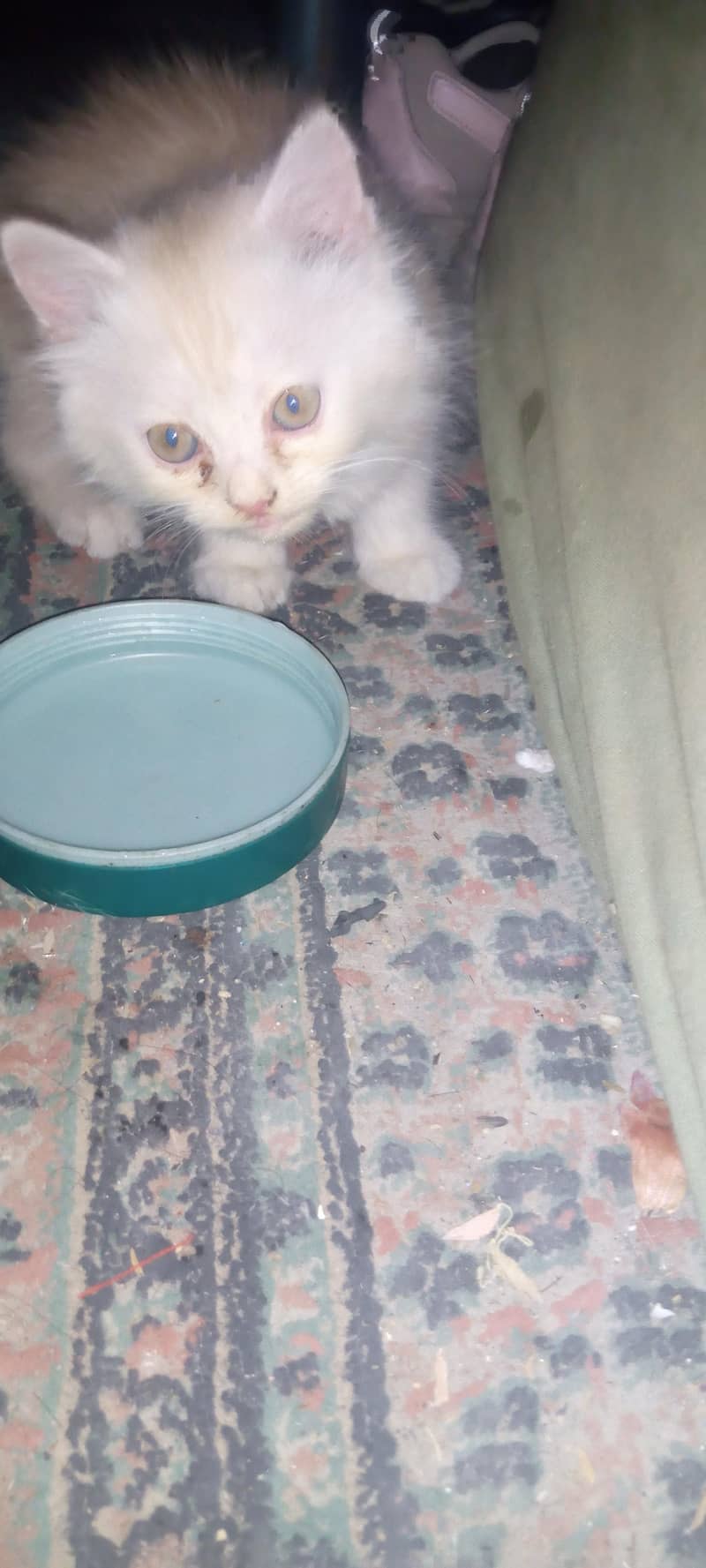 persian 1