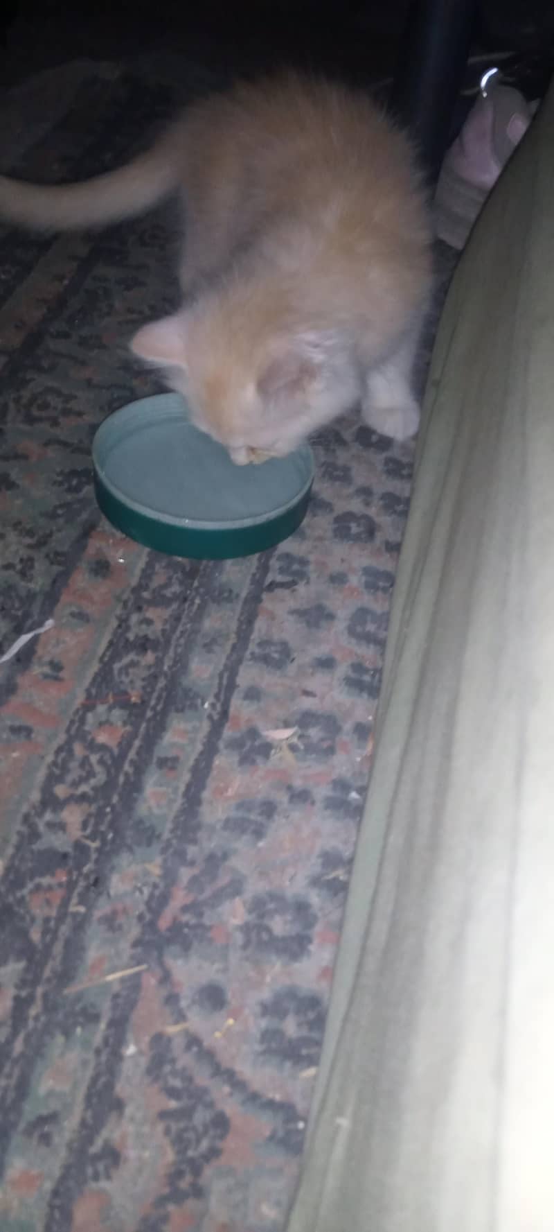 persian 4