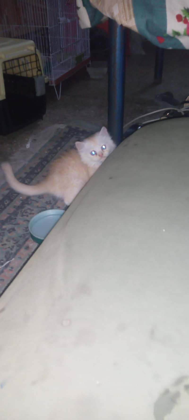 persian 5