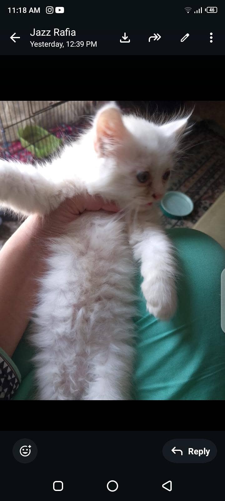 persian 6