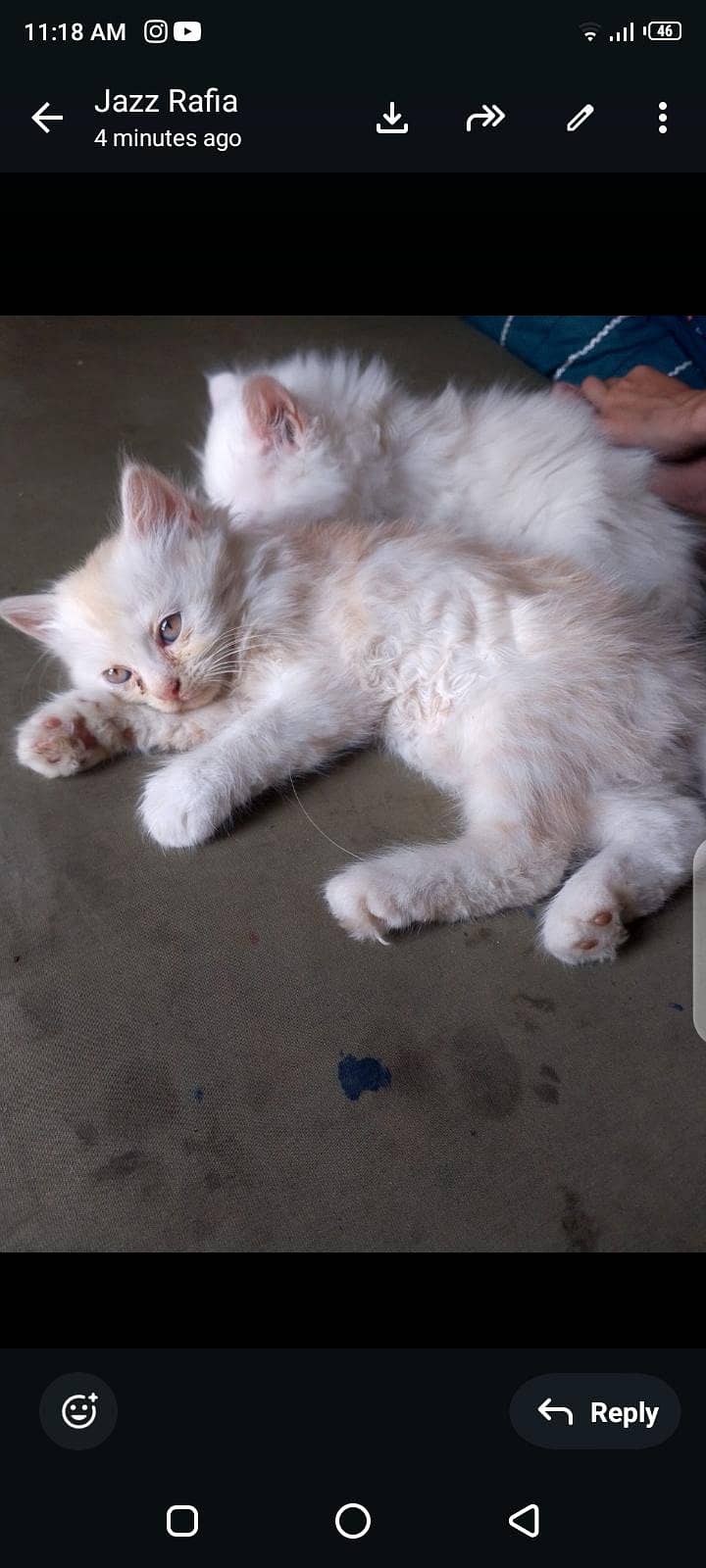 persian 7