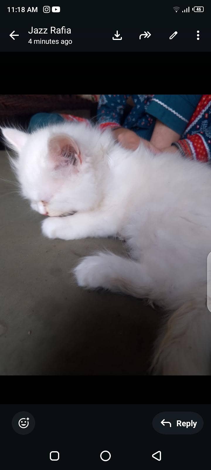 persian 8